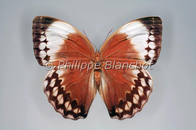 stichophthalma louisa.JPG - Stichophthalma louisaSiamese JunglequeenLepidoptera, NymphalidaeThailande